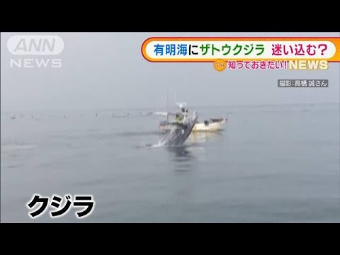 “ザトウクジラ”有明海に迷い込む？漁師「衝撃的」(2022年2月18日)