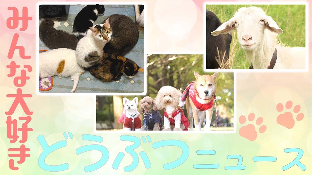 【週末どうぶつニュース】可愛くて面白い動物たちが大集合 ~ 1人で見ても、みんなで見ても笑顔になること間違いなし!