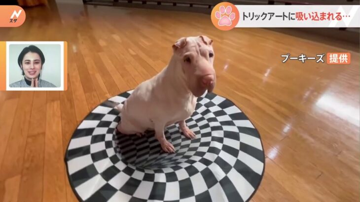 【一押し映像】トリックアートに“吸い込まれる”犬