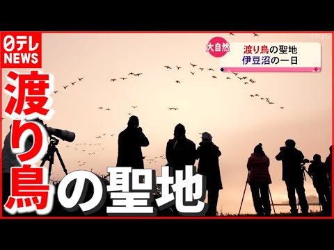 【大自然】日本で“ここだけ”の景色…渡り鳥の聖地「伊豆沼」の一日　宮城　NNNセレクション