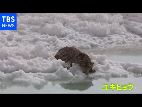 希少野生動物ユキヒョウ、中国内陸部で ぐったり その理由