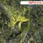 噛むとほのかに甘く…特産「鳴門わかめ」の収穫が最盛期　徳島・鳴門市（2022年2月20日）