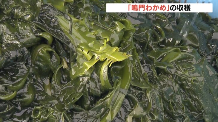 噛むとほのかに甘く…特産「鳴門わかめ」の収穫が最盛期　徳島・鳴門市（2022年2月20日）