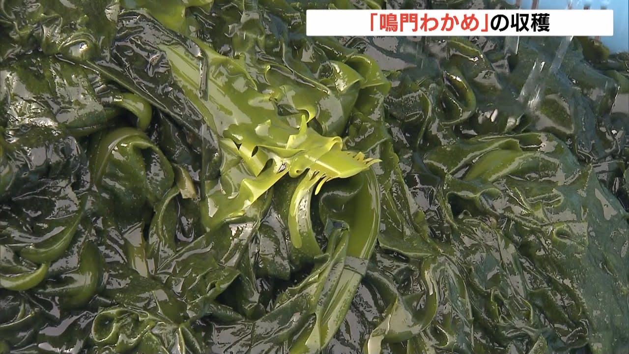 噛むとほのかに甘く…特産「鳴門わかめ」の収穫が最盛期 徳島・鳴門市(2022年2月20日)