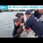 「例え火の中　水の中」　海に落ちた犬を消防隊員が救出(2022年2月20日)