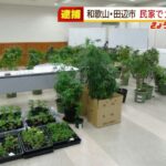 民家で『大麻草２２２本の栽培』や『大麻や大麻リキッド』所持の疑い…２７歳男を逮捕（2022年2月21日）