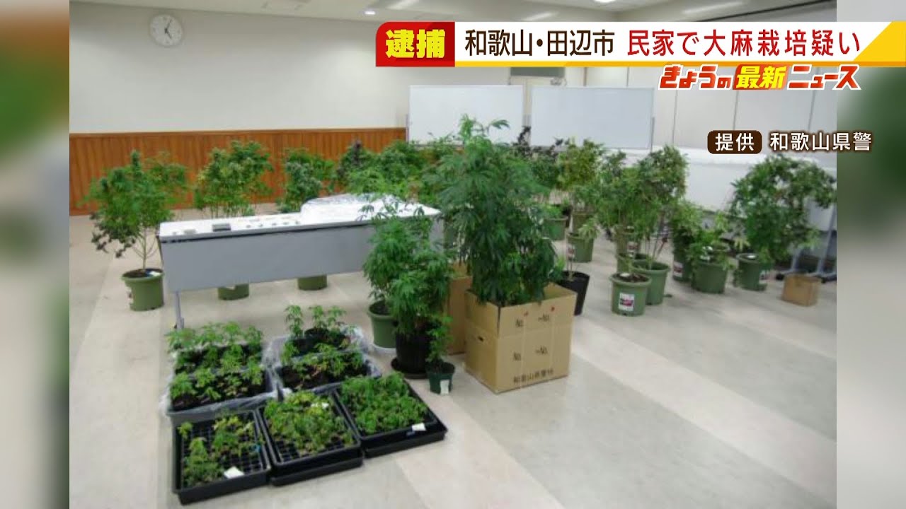 民家で『大麻草222本の栽培』や『大麻や大麻リキッド』所持の疑い…27歳男を逮捕(2022年2月21日)