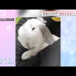 飼い主の腕枕を体当たりで求めるウサギ「むみくん」(2022年2月21日)