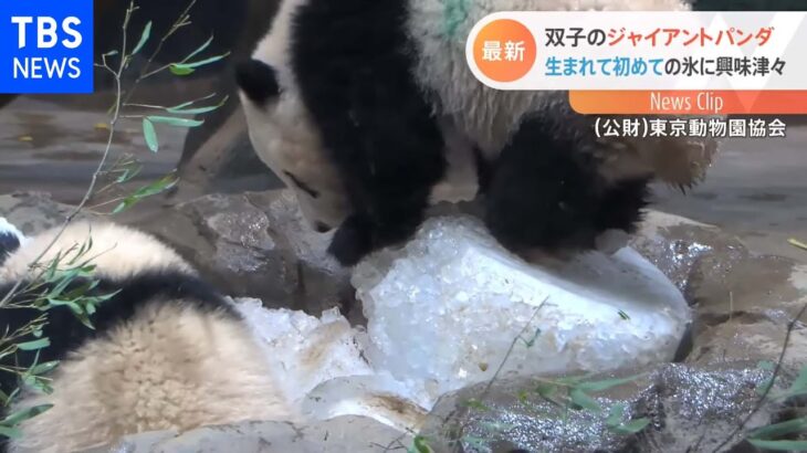 双子パンダの最新映像 氷にわくわく！初めて触ったよ