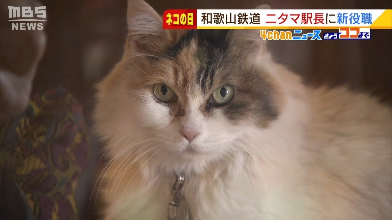 猫の「ニタマ駅長」が神社の宮司に…和歌山電鉄貴志駅『スーパーネコの日』にイベント（2022年2月22日）