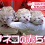 【スーパー猫の日】赤ちゃん３匹誕生 “砂漠の天使”スナネコ