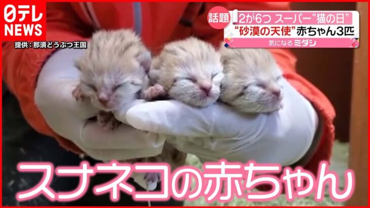 【スーパー猫の日】赤ちゃん３匹誕生 “砂漠の天使”スナネコ