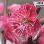 大阪城公園に春の訪れ　中咲きの梅が見ごろ　寒い日が続き例年より２週間ほど遅い開花