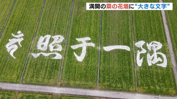 満開の菜の花畑に「巨大文字」浮かび上がる…地元の人らが『照于一隅』を刈り取り描く（2022年2月23日）