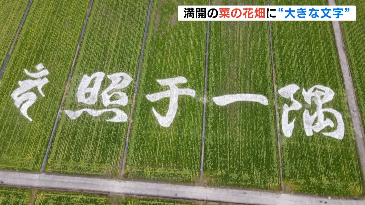 満開の菜の花畑に「巨大文字」浮かび上がる…地元の人らが『照于一隅』を刈り取り描く（2022年2月23日）