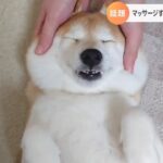 マッサージでとろける柴犬