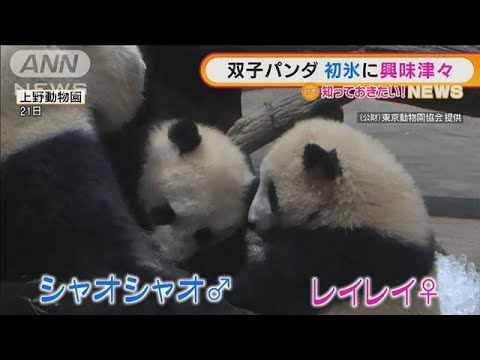 上野動物園の双子パンダ　“初めての氷”に興味津々(2022年2月24日)