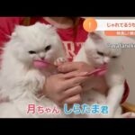 【一押し映像】姉弟ネコのほっこりトラブル