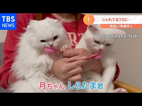 【一押し映像】姉弟ネコのほっこりトラブル