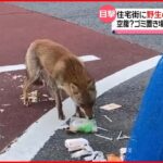 【キツネ】住宅街でゴミあさる 住民女性が撮影 福岡・北九州市