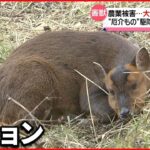 【厄介もの】農作物食い荒らす害獣「キョン」 駆除して食肉へ その味は…