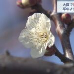 大阪で「梅の開花」平年より１３日遅く…寒波で１・２月の気温が低めとなったためか（2022年2月26日）