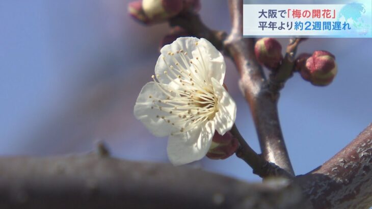 大阪で「梅の開花」平年より１３日遅く…寒波で１・２月の気温が低めとなったためか（2022年2月26日）