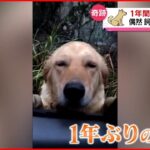 【まさか】行方不明だった犬… 飼い主と”１年ぶり”の再会 中国