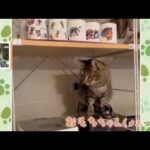 段ボール大好きネコ “びっくりな写真”【Nスタ】