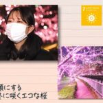 【SDGs】桜色の希望の灯りが人々を笑顔に、冬に咲くエコな桜（2022 /2/1）