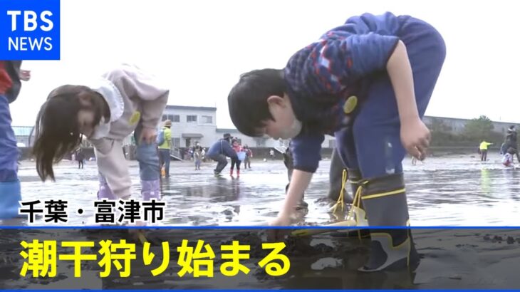 千葉・富津市で潮干狩り始まる 例年10万人以上が来場