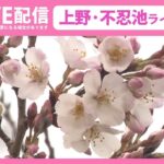 【天気ライブ】上野公園 ライブカメラ 春本番の暖かさ 桜の様子はーーCherry blossoms at Shinobazu pond in Ueno,Japan