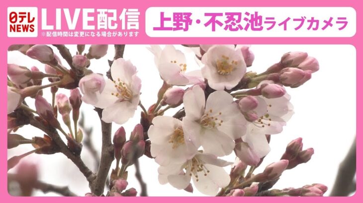 【天気ライブ】上野公園 ライブカメラ 春本番の暖かさ 桜の様子はーーCherry blossoms at Shinobazu pond in Ueno,Japan