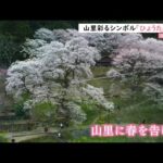 【令和のサクラ】地域のシンボル「ひょうたん桜」 高知・仁淀川町