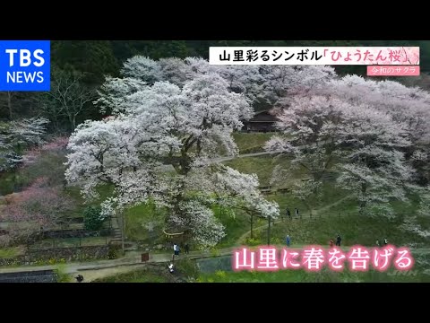 【令和のサクラ】地域のシンボル「ひょうたん桜」 高知・仁淀川町
