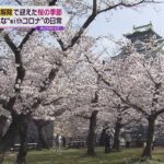 【春爛漫】桜満開の大阪城公園　花見を楽しむ多くの人の姿も　京都の土産店も声弾む