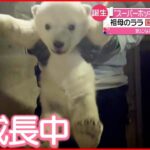 【一般公開へ】“スーパーホッキョクグマ”の初孫 旭山動物園