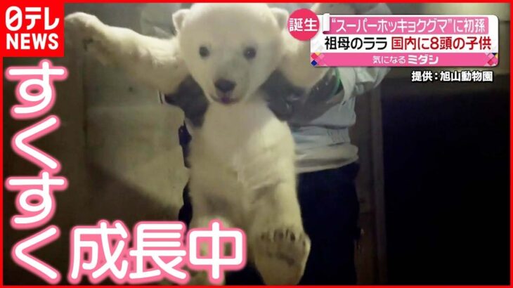 【一般公開へ】“スーパーホッキョクグマ”の初孫 旭山動物園