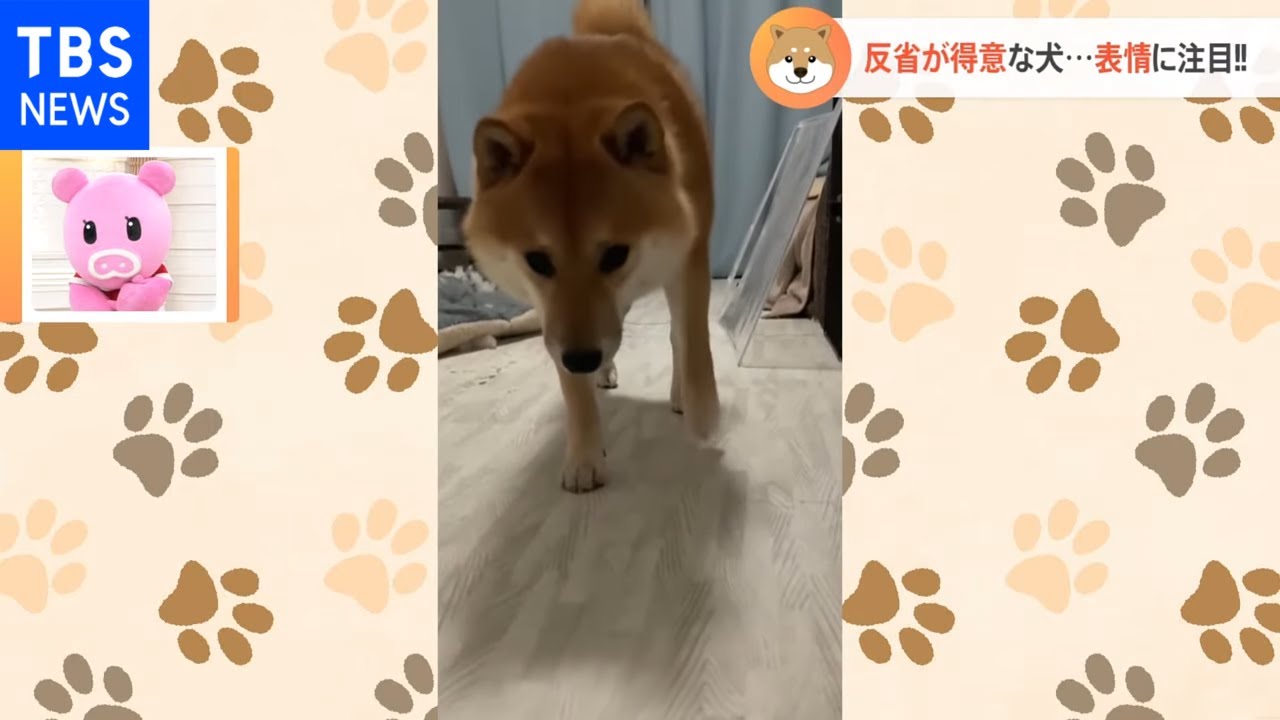 【一押し映像】“反省”が得意な犬？話題の映像