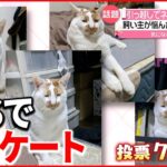 【ネコの証明写真】飼い主が悩んだ表情とタイトル アンケート結果は…