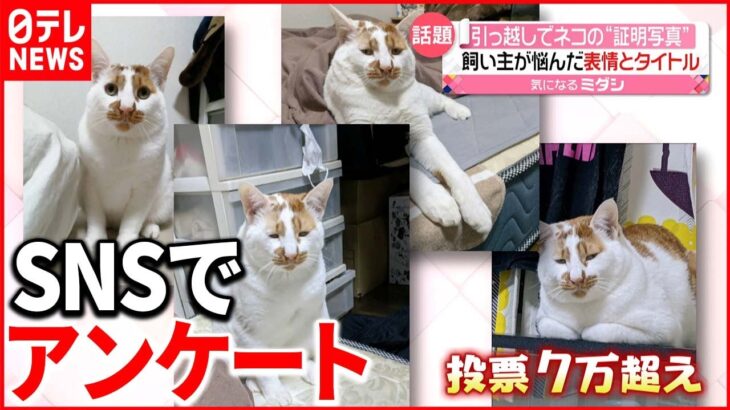 【ネコの証明写真】飼い主が悩んだ表情とタイトル アンケート結果は…