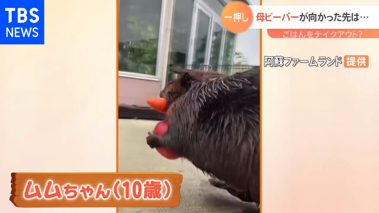 【一押し映像】エサを運ぶビーバー