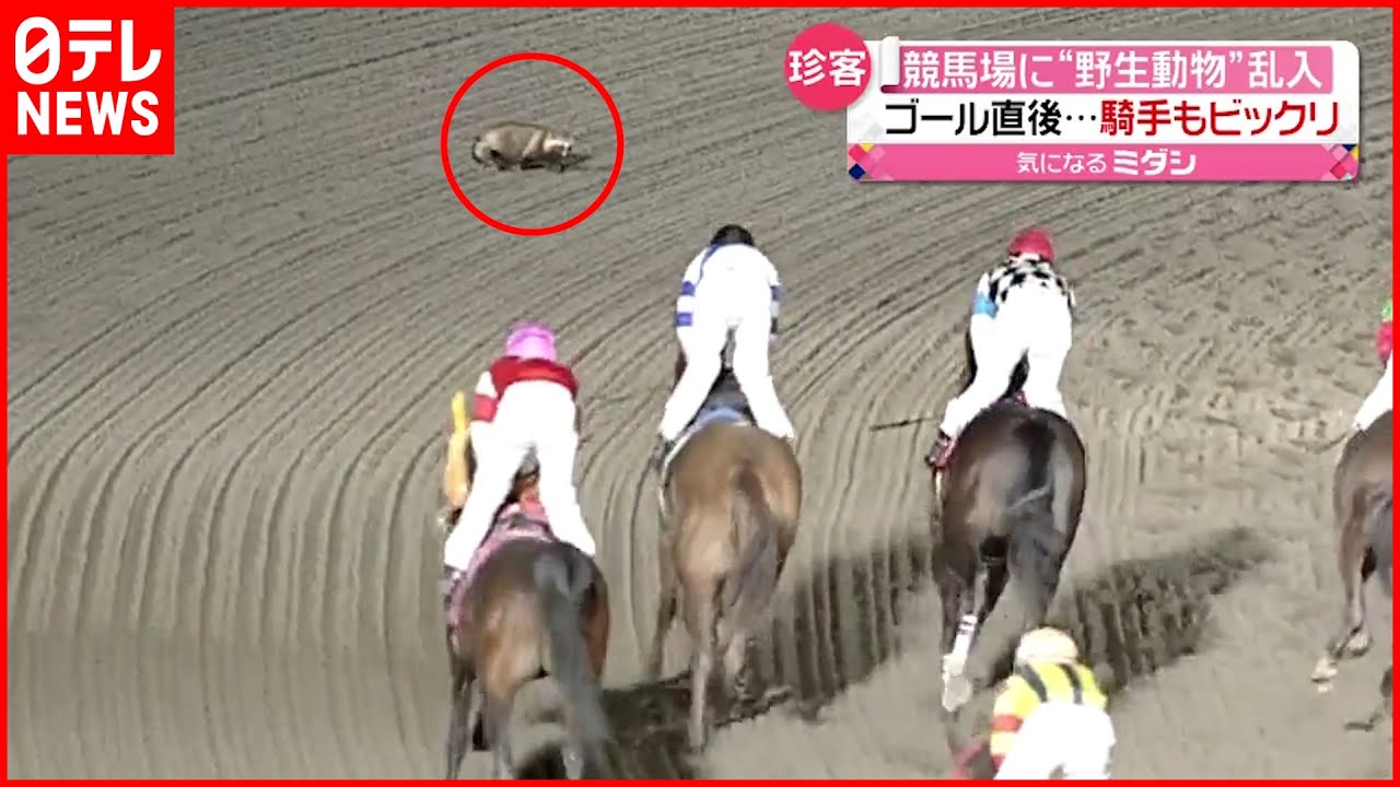 【珍客】なぜ現れた？ 競馬場にタヌキ乱入 ジョッキーも思わず２度見