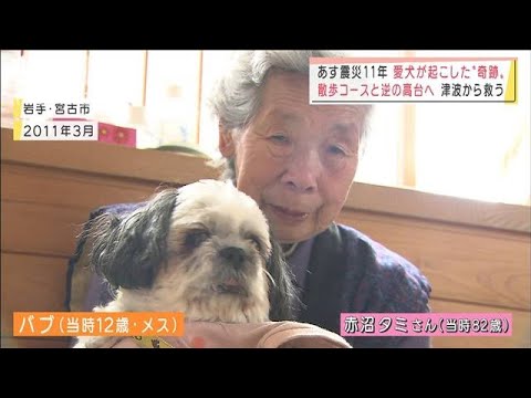 【震災11年】津波から飼い主を守った老犬　行政を動かす(2022年3月10日)