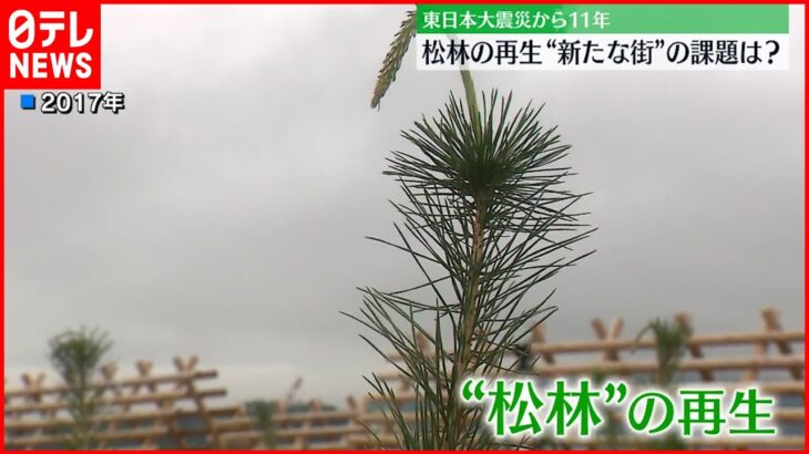 【震災から11年】松林の再生“新たな街”の課題は？ 岩手･陸前高田市