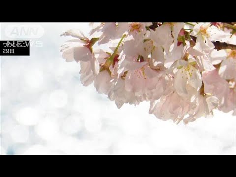 米ワシントンで桜が見ごろ　110年前に日本から送られたソメイヨシノ(2022年3月30日)