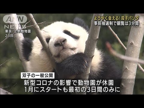 上野動物園の双子パンダが公開再開　抽選倍率は15倍(2022年3月25日)