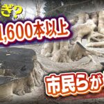 「切りすぎでは？」城跡がある公園で1600本以上の樹木を相次いで伐採…地域住民は中止を訴え　兵庫県は今後も伐採を継続(2022年3月21日)