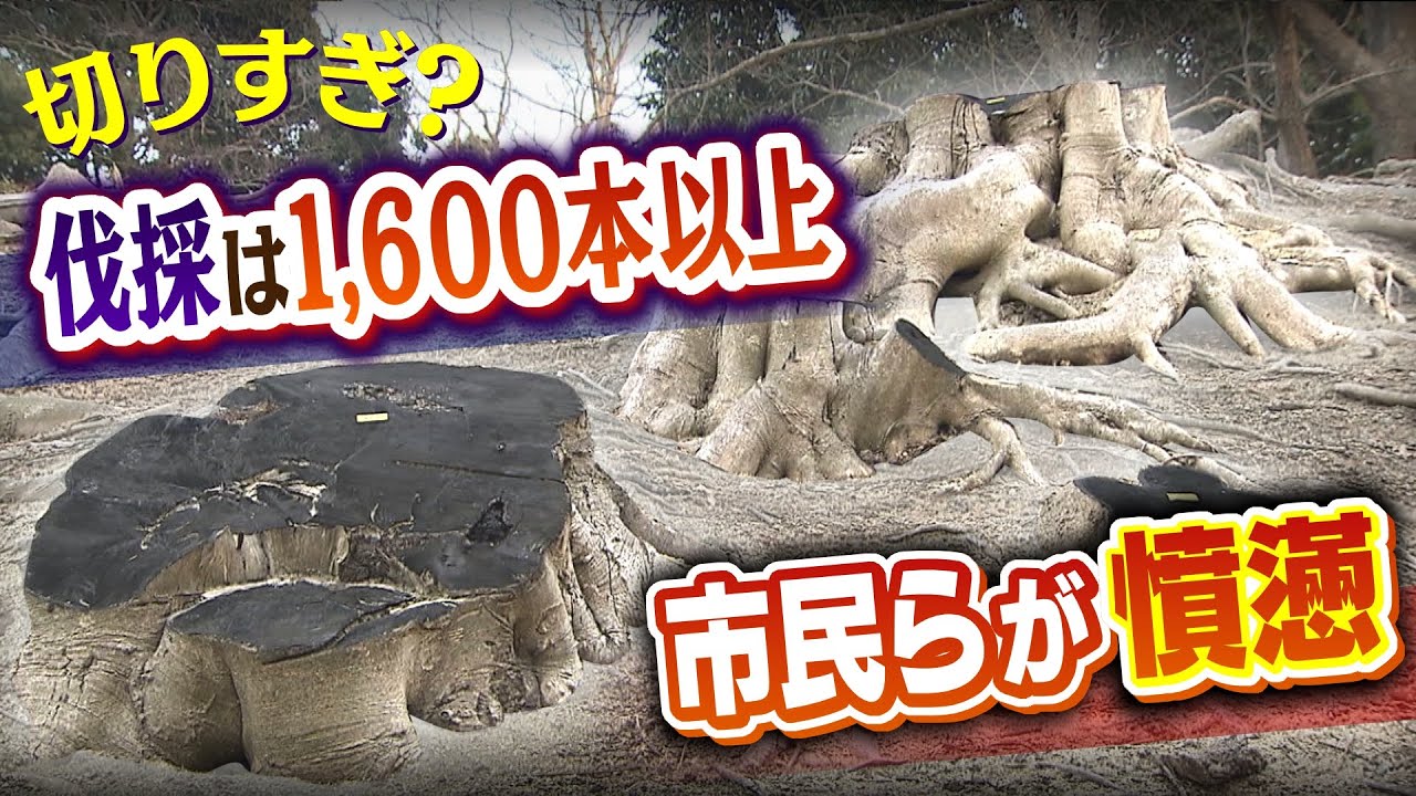 「切りすぎでは？」城跡がある公園で1600本以上の樹木を相次いで伐採…地域住民は中止を訴え　兵庫県は今後も伐採を継続(2022年3月21日)
