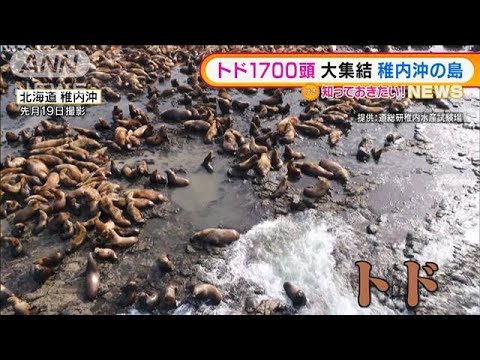 トド1700頭　稚内沖の島に大集結・・・理由“イワシ”か(2022年3月9日)